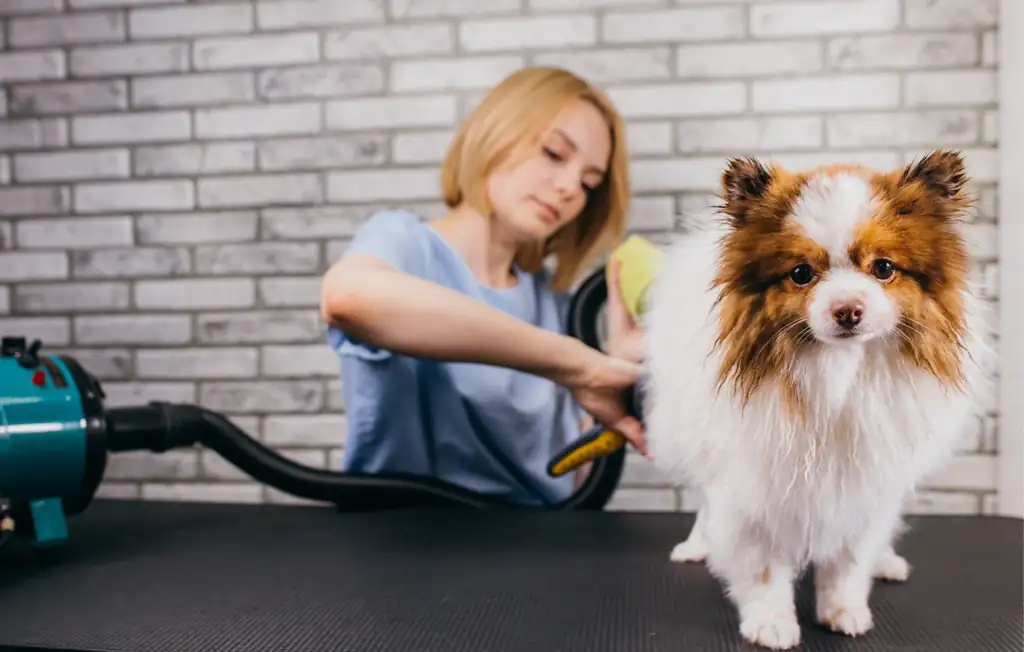 Pet & Dog Grooming School Best Trade Schools