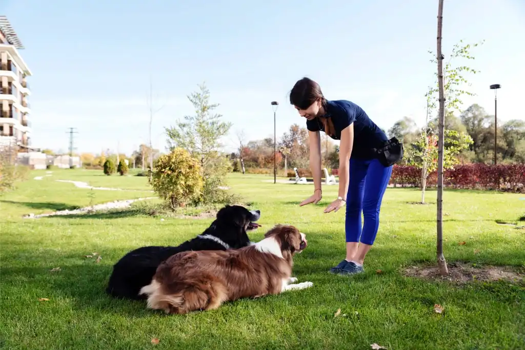 Dog Obedience Trainer Courses Best Trade Schools